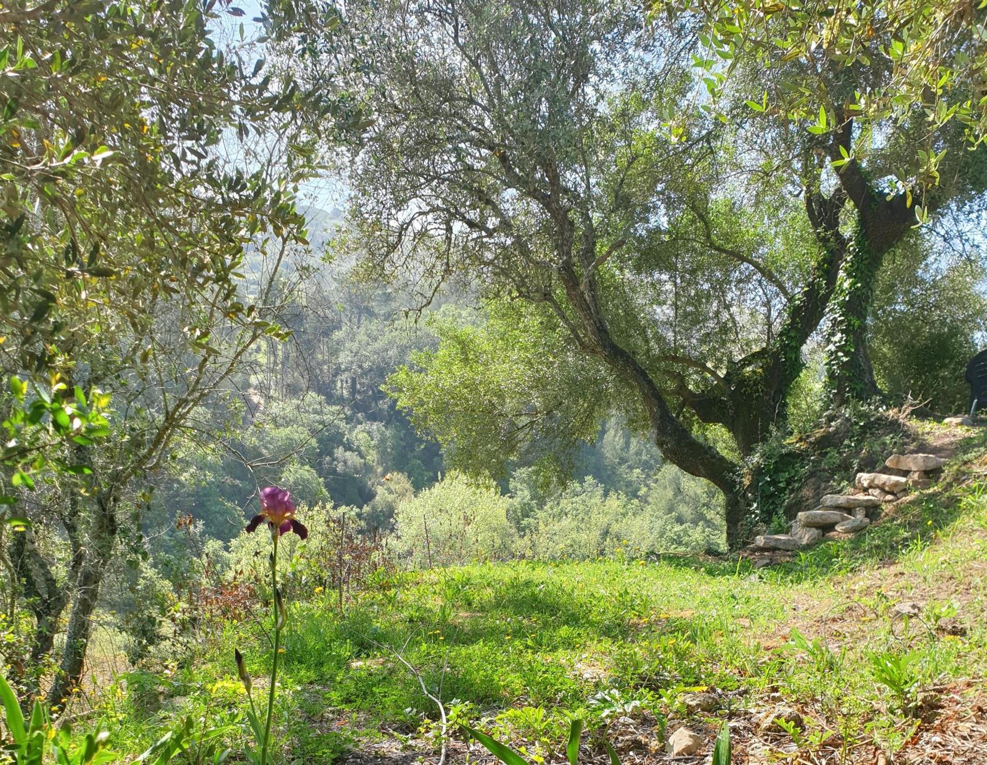 Casa Das Janelinhas - Cottage Near Sintra, Mafra, Ericeira Zewnętrze zdjęcie